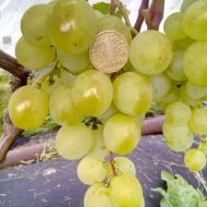 Саджанець Виноград (щеплений) Барс в контейнері